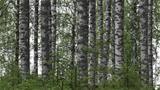 Massive birch grove grows below Siren’s cabin. Photo: AT