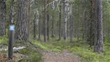 The Juhannuskallio scenery trail is mainly easy-to-walk heath terrain. The trail is marked with posts and paint markings. Photo: AT