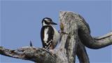 The great spotted woodpecker feeding along the nature trail. Photo: AT