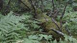 Luontopolku menee Kaihuanvaaran lehtojensuojelualueen poikki. Kuva: AT
