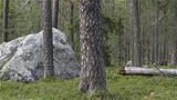 A boulder along the nature trail. Photo: AT