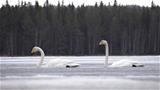 Swan couple. Photo: AT