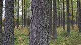 Siperianlehtikuusi on yksi lukuisista puulajeista, joita kasvaa koealoilla Siperian puulajipolun varrella. Kuva: AT