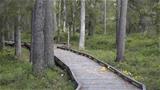 Könkäänsaari accessible trail. Photo: AT