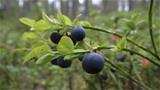 An abundance of bilberries grow along the trail on good summers. Photo: AT