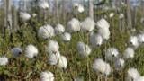 Hare's-tail cottongrass blossoms. Photo: AT