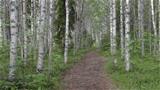 The trail to Ukkoharri lean-to passes through a beautiful birch grove. Photo: AT