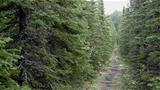 Black spruce Photo: AT