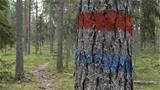 The Virikkolampi trail is marked with red and blue paint markings. Photo: AT