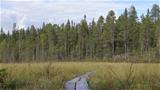 A small open bog is crossed before the Lapp hut. Photo: AT