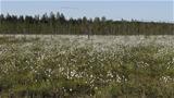 Flowering of the hare's-tail cottongrass is impressive. Photo: AT