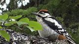 The wilderness trail is ideal for bird watching. In the image the great spotted woodpecker. Photo: AT